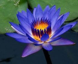 TwelfthLevel.info - Official site